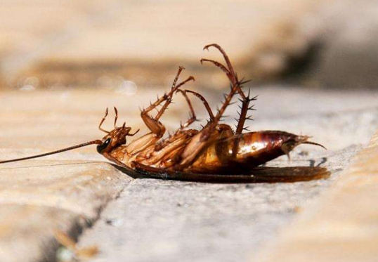 为什么房间里有蟑螂