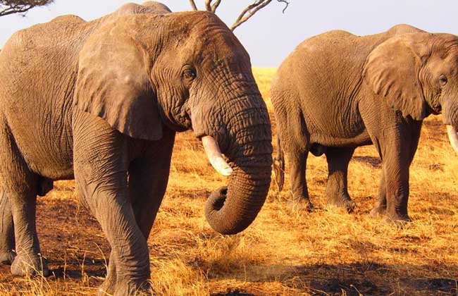 哺乳动物有哪些