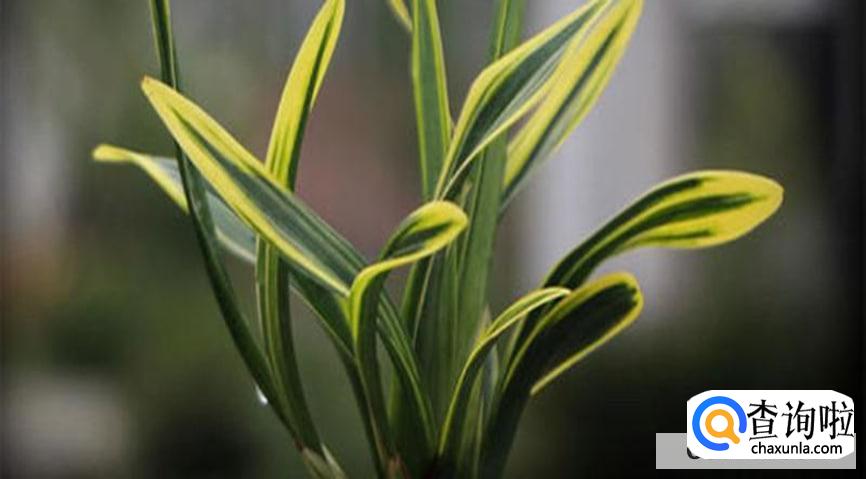 金边兰怎么养才会观赏价值高