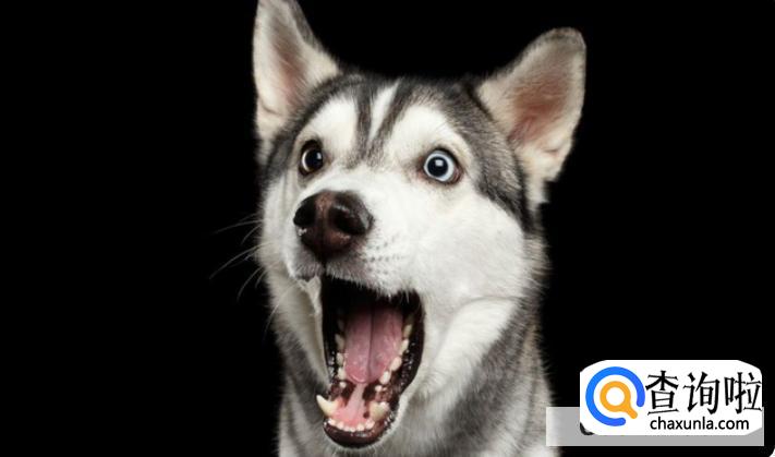 为什么狗在晚上会朝某一处嚎叫,细看却什么也没有?