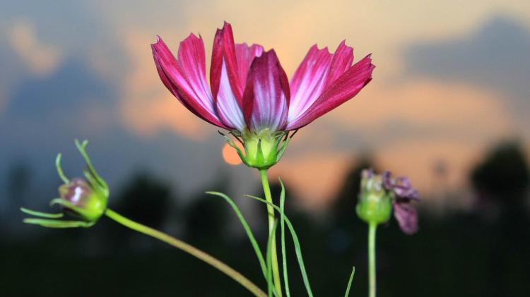 格桑花花语是什么
