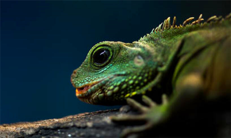 什么是冷血动物