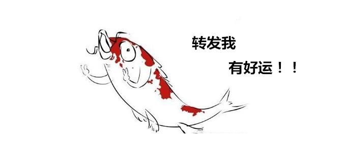 锦鲤为什么火
