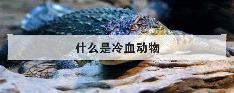 什么是冷血动物