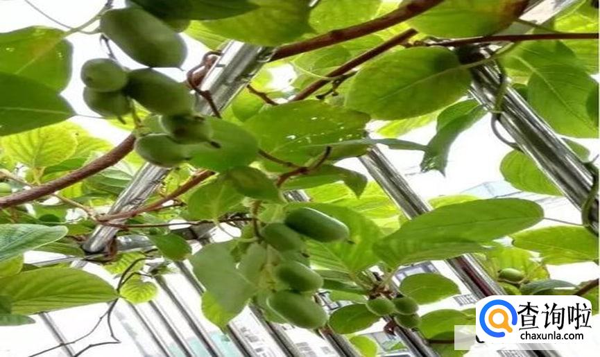 猕猴桃春天怎么剪枝是最好的