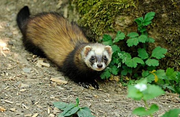 臭鼬喜欢吃什么食物