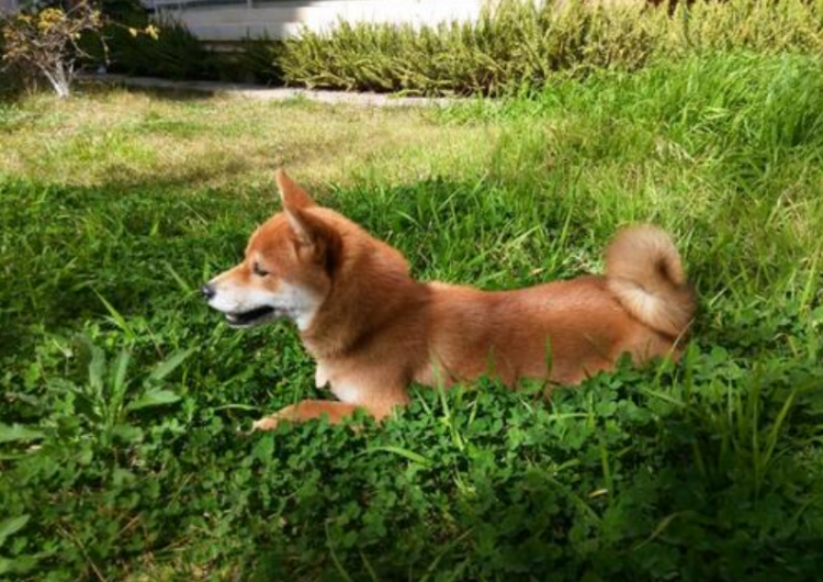 臭狗屎的含义