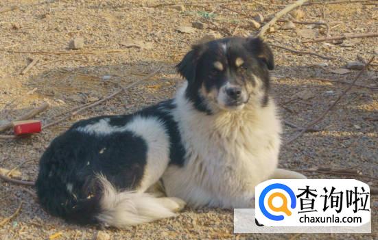 狗一天要溜几次