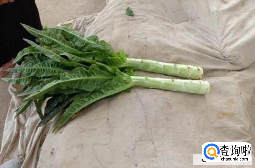 怎么判断莴笋坏了没