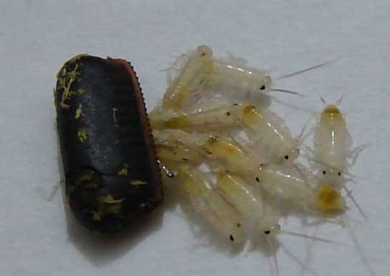 蟑螂的危害性有多大