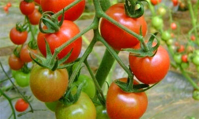 番茄可以生吃吗