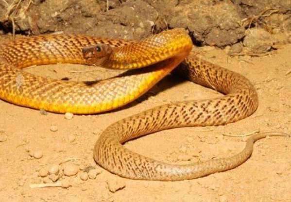 世界上最毒的蛇排名