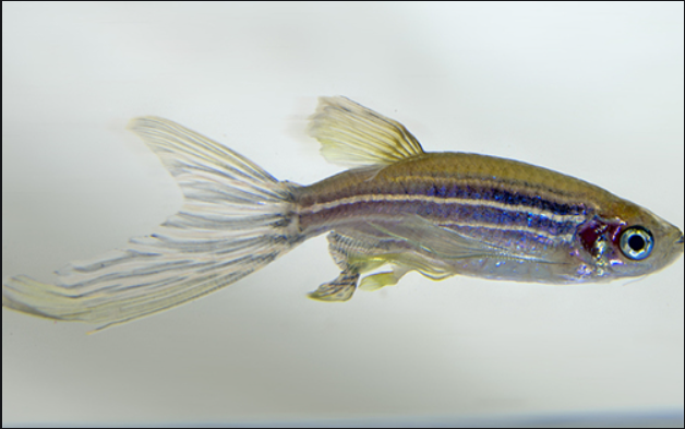 斑马鱼怎么养