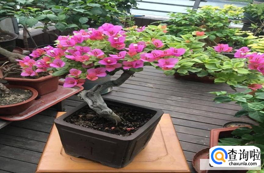 三叶梅怎么养殖较好