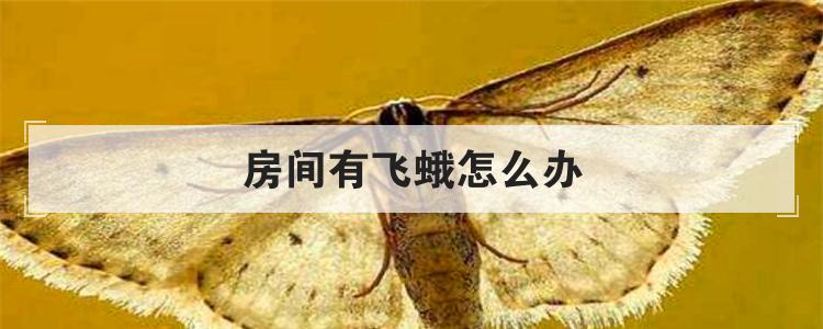 房间有飞蛾怎么办