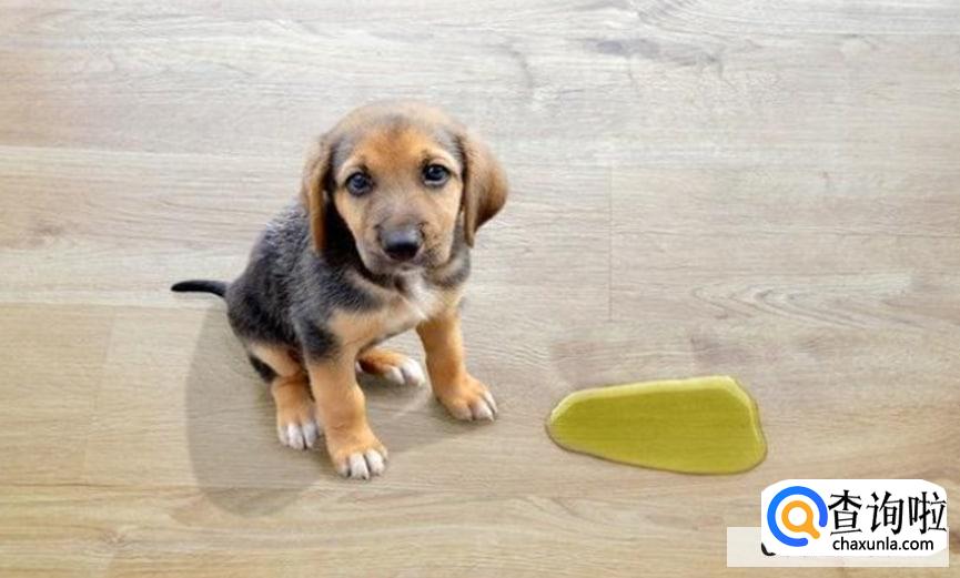 正确训练狗狗定点大小便的方法