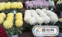 怎么养殖菊花