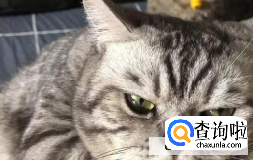 如何判断猫咪是否发情