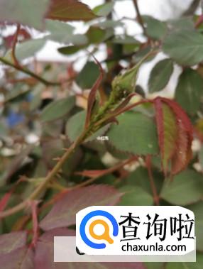 该怎样给月季花除虫