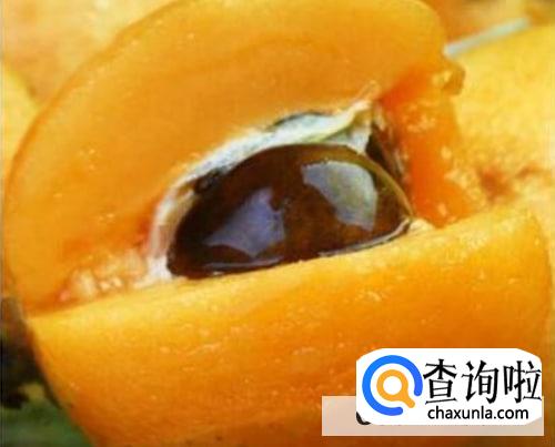 枇杷核怎么吃最好