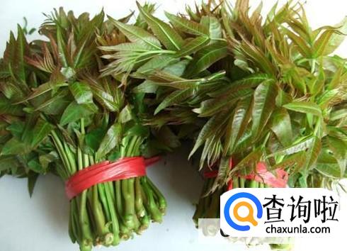 养殖椿树需要注意什么