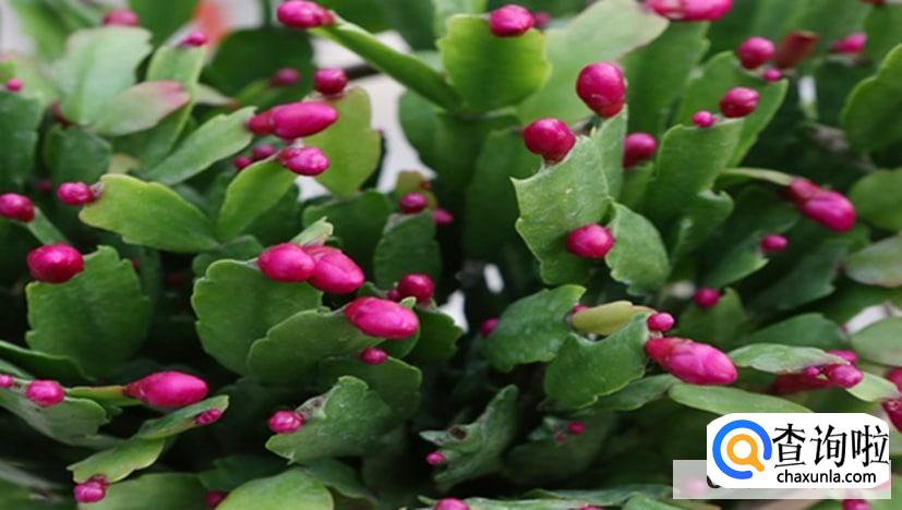 蟹爪莲怎样修剪