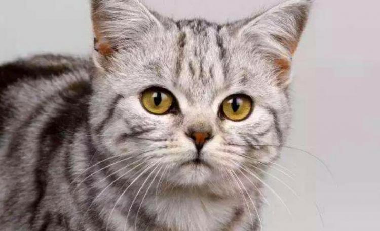 什么是后院猫
