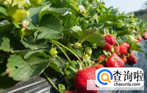 草莓种植都需要注意什么?