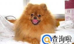 博美犬多少钱