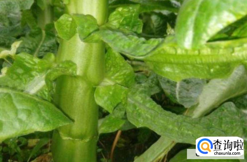 怎么判断莴笋坏了没