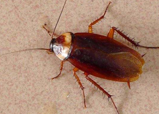 为什么房间里有蟑螂