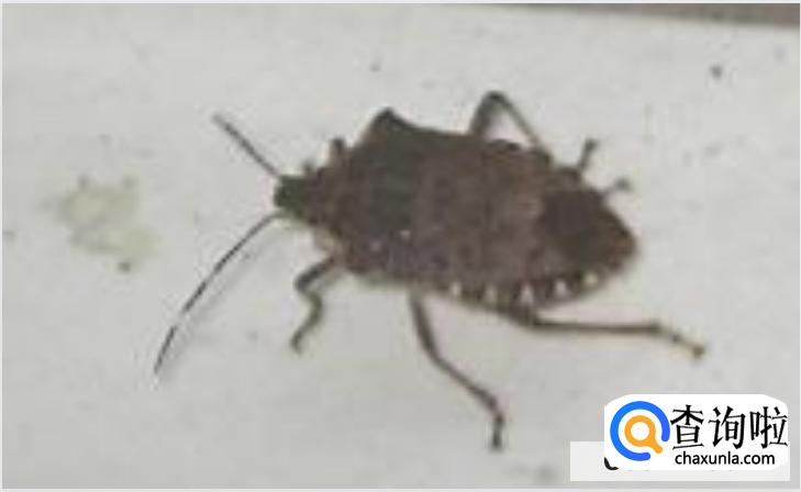 房间内有臭虫如何驱赶