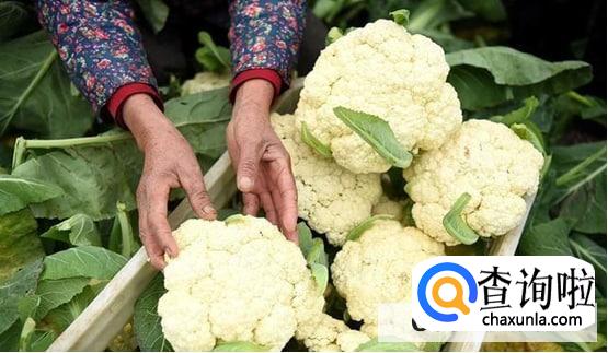 生花菜怎么储藏的时间长