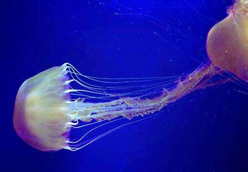 为什么海蛰会螫人