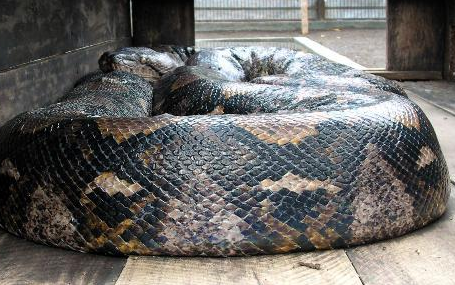 世界上最大的蛇