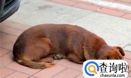 小狗被撞成内伤怎么办？