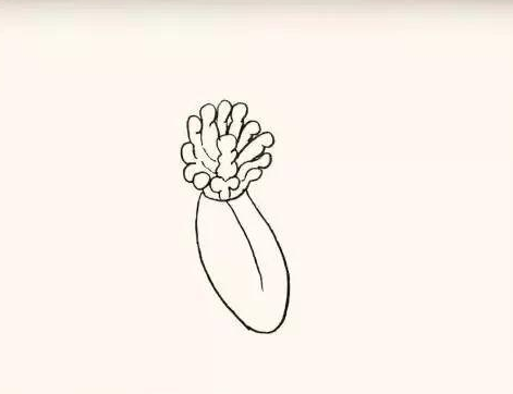 花朵简笔画