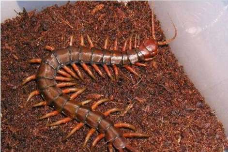 世界上最大的蜈蚣