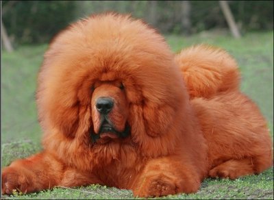 世界上最贵的狗