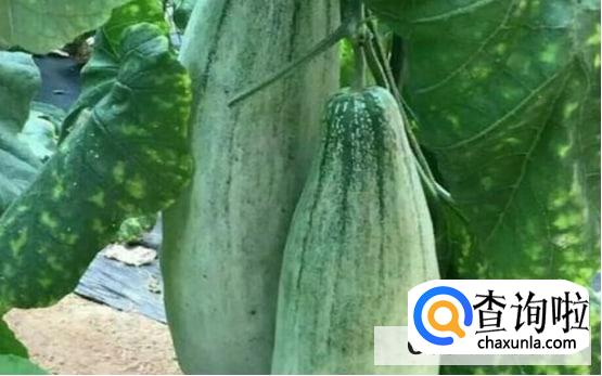 怎样种好杨角密