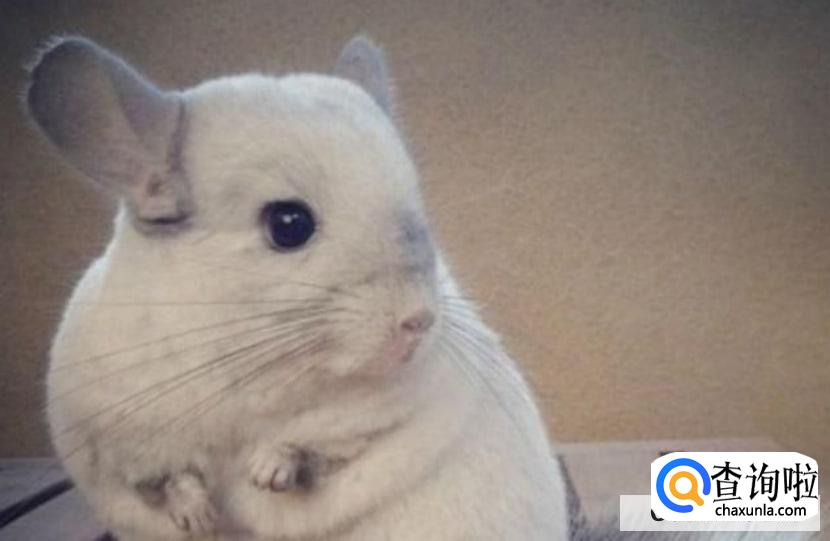 养什么动物不吵不脏不臭