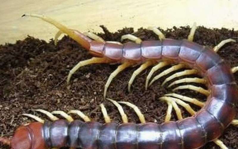 世界上最大的蜈蚣