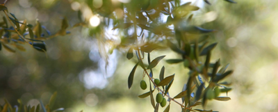 橄榄枝象征着什么意义