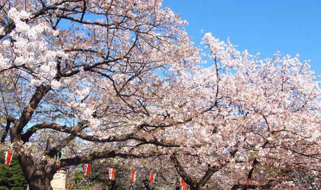 日本旅游攻略