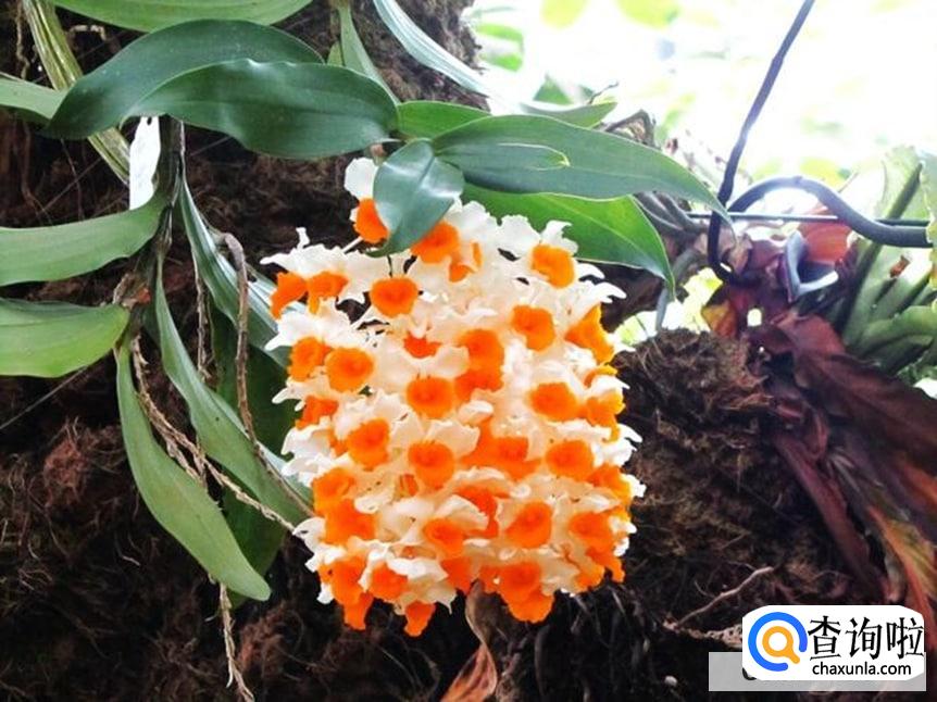 球花石斛花的功效与作用有哪些