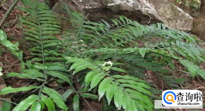 观音莲座蕨的养殖方法有哪些