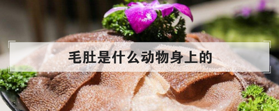 毛肚是什么动物身上的