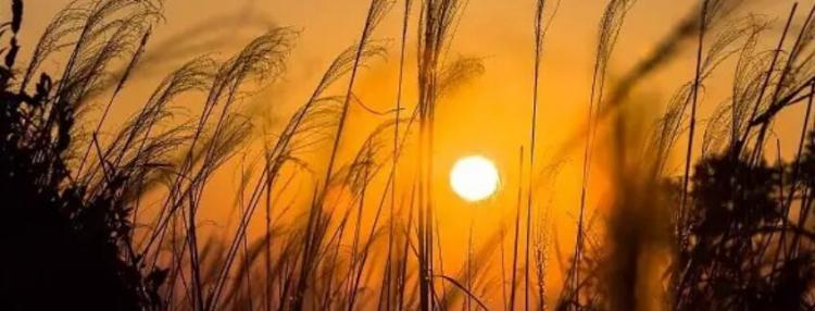 夕阳无限好只是近黄昏什么意思