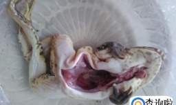 田鸡粥的做法