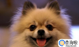 博美犬怎么样，养好博美犬的饲养方法